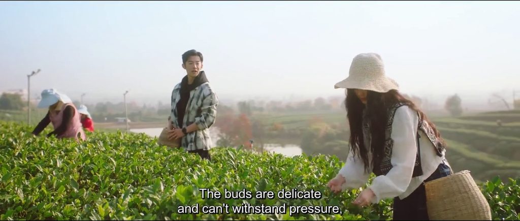 Love in the Tea Garden (2024) รักเกิดในสวนชา By KUBET