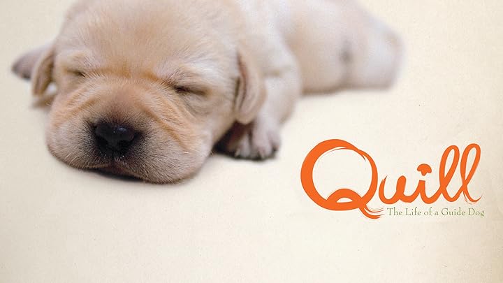 Quill The Life of a Guide Dog (โฮ่ง ฮับ เจ้าตัวเนี้ยซี้ 100%)  KUBET