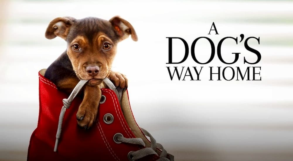 A Dog's Way Home (เพื่อนรักผจญภัยสี่ร้อยไมล์) KUBET