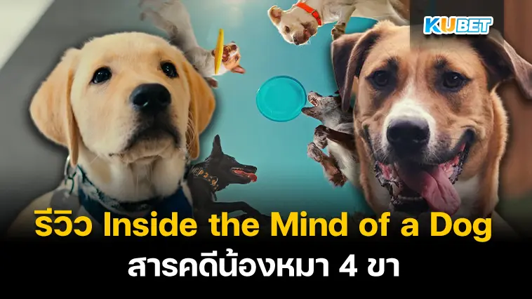 รีวิว Inside the Mind of a Dog สารคดีน้องหมา 4 ขา- KUBET