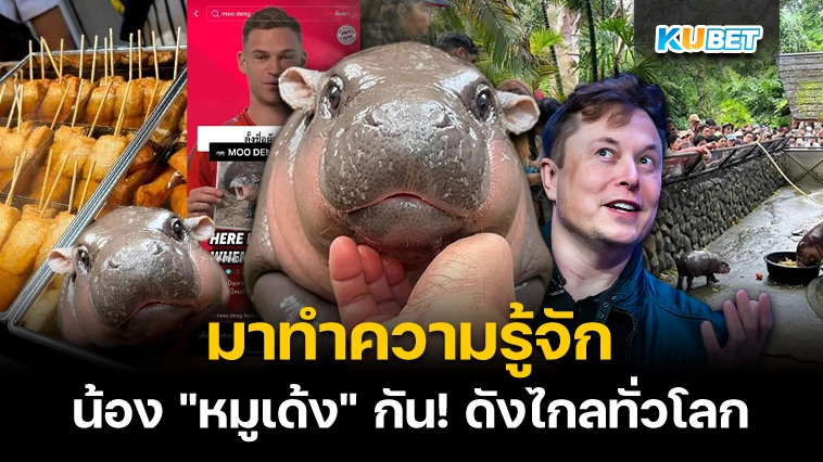 มาทำความรู้จักน้อง “หมูเด้ง” กัน! – KUBET